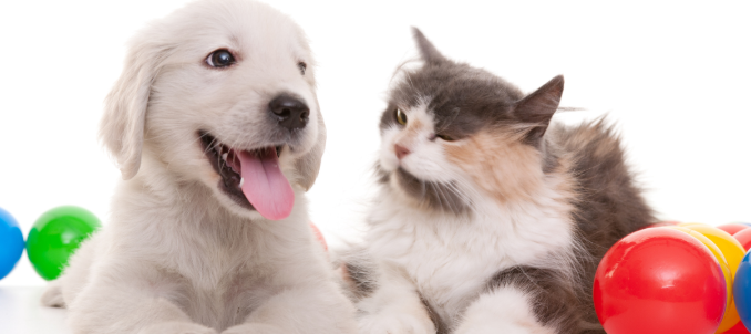 Mascotas(Perros y Gatos)